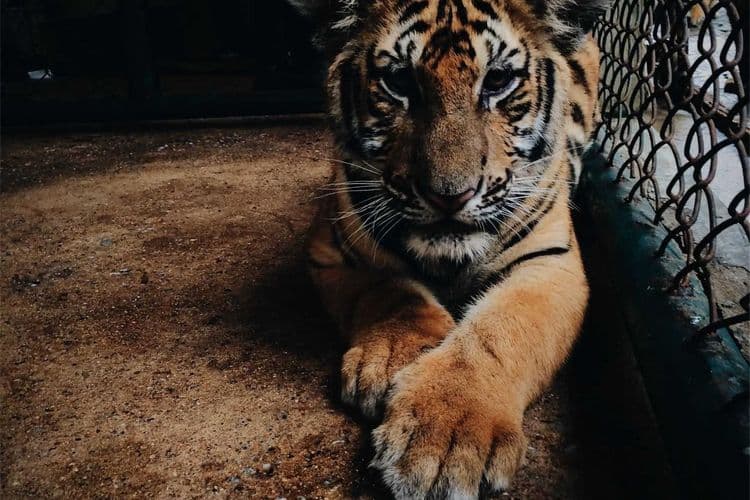 Výběr dokonalých náušnic pro povznesení vašeho stylu